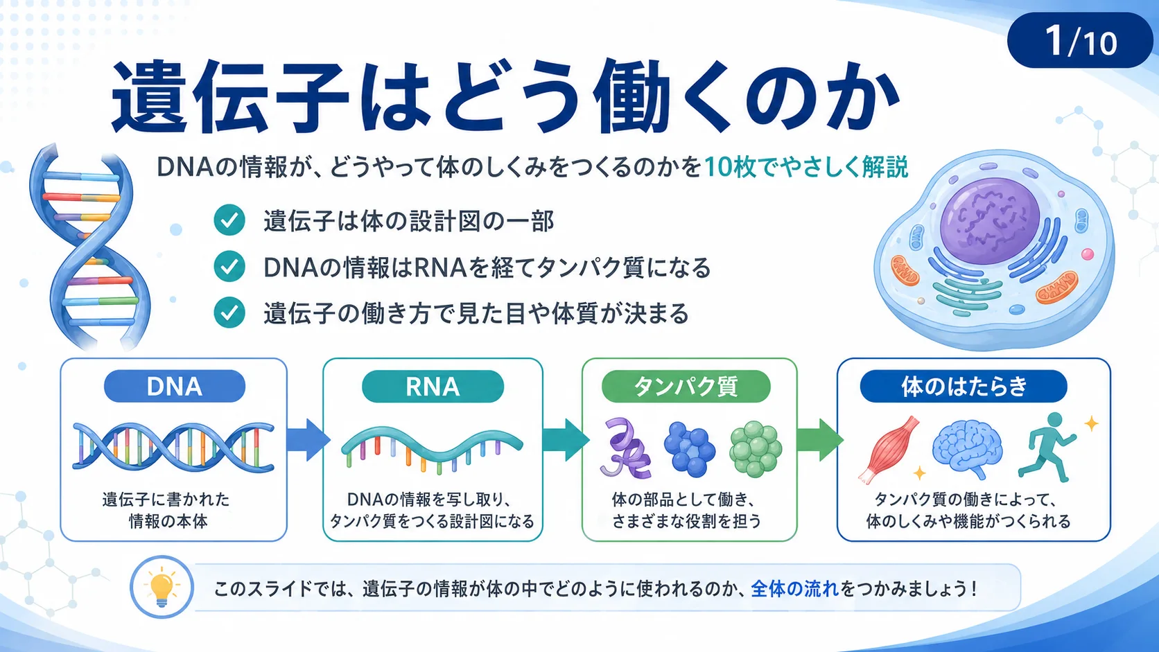 遺伝子はどう働くのか