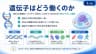 遺伝子はどう働くのか