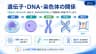 遺伝子・DNA・染色体の関係