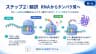 ステップ2：翻訳 RNAからタンパク質へ